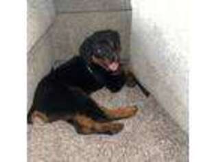 Rottweiler Puppy for sale in Laurel, MD, USA