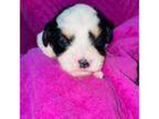 Cavachon Puppy for sale in Bakersfield, CA, USA