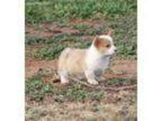 Pembroke Welsh Corgi Puppy for sale in Odessa, TX, USA