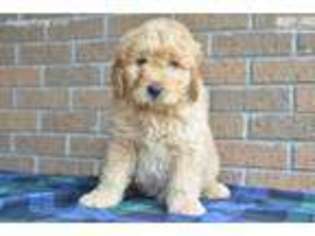 Goldendoodle Puppy for sale in Mcminnville, OR, USA