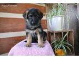 German Shepherd Dog Puppy for sale in Bernville, PA, USA