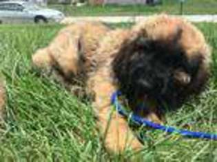 Leonberger Puppy for sale in Lincoln, NE, USA