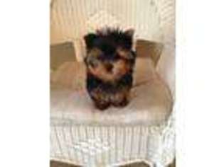 Yorkshire Terrier Puppy for sale in CLEARWATER, FL, USA