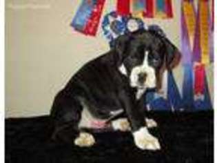 Boxer Puppy for sale in Stoutland, MO, USA