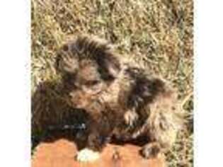 Mutt Puppy for sale in Albertville, AL, USA