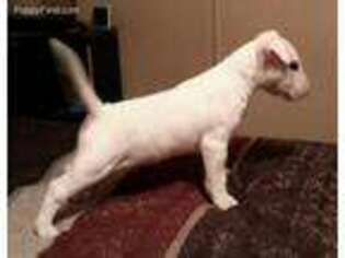 Bull Terrier Puppy for sale in Live Oak, FL, USA