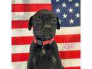 Cane Corso Puppy for sale in Lodi, CA, USA