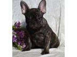 French Bulldog Puppy for sale in Hagerstown, IN, USA