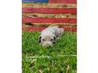 Weimaraner Puppy for sale in Richfield, PA, USA