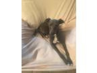 Italian Greyhound Puppy for sale in Baker, MT, USA