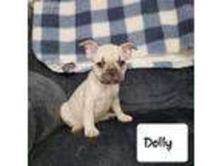 French Bulldog Puppy for sale in Denison, TX, USA