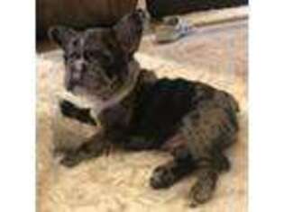 French Bulldog Puppy for sale in Millsap, TX, USA