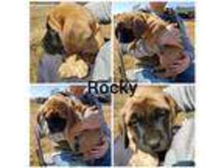 Mastiff Puppy for sale in Bryant, SD, USA
