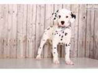Dalmatian Puppy for sale in Columbus, OH, USA