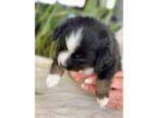 Miniature Australian Shepherd Puppy for sale in Meadview, AZ, USA