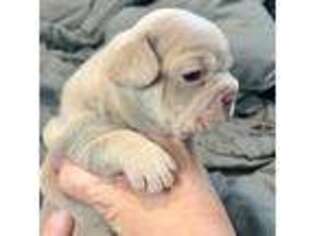 French Bulldog Puppy for sale in Cranfills Gap, TX, USA