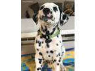 Dalmatian Puppy for sale in Kennewick, WA, USA