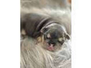 French Bulldog Puppy for sale in Superior, NE, USA