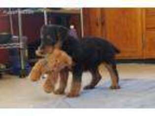 Airedale Terrier Puppy for sale in Alton, IA, USA