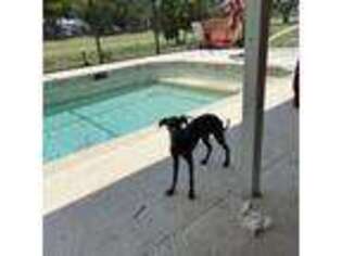 Italian Greyhound Puppy for sale in Naples, FL, USA