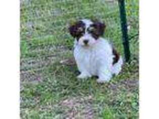 Havanese Puppy for sale in Cat Spring, TX, USA