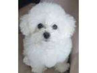 Bichon Frise Puppy for sale in Cottonwood Falls, KS, USA