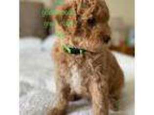 Goldendoodle Puppy for sale in Tiffin, OH, USA