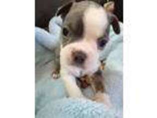 Boston Terrier Puppy for sale in Las Vegas, NV, USA