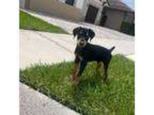 Doberman Pinscher Puppy for sale in Miami, FL, USA