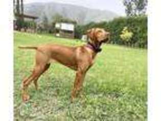 Vizsla Puppy for sale in Hollywood, FL, USA