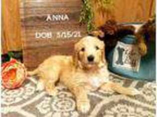 Goldendoodle Puppy for sale in Saint George, UT, USA