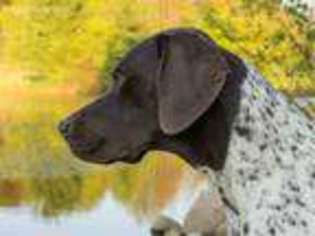 German Shorthaired Pointer Puppy for sale in Swanton, MD, USA
