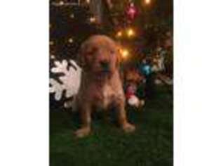 Golden Retriever Puppy for sale in Roselle, IL, USA