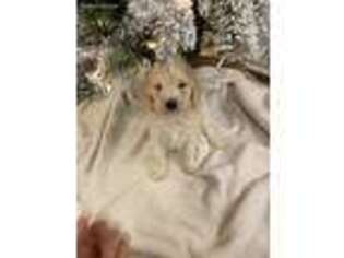 Goldendoodle Puppy for sale in Cypress, TX, USA