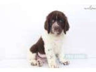 Newfoundland Puppy for sale in Fort Myers, FL, USA