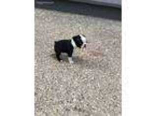 Boston Terrier Puppy for sale in Edwardsburg, MI, USA