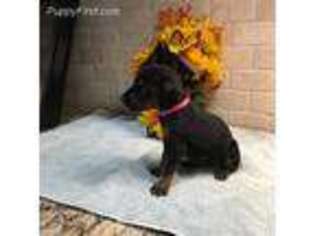 Doberman Pinscher Puppy for sale in Azle, TX, USA