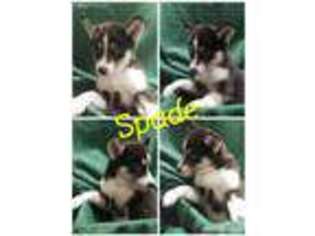 Siberian Husky Puppy for sale in North East, MD, USA