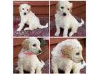 Goldendoodle Puppy for sale in Rockaway Beach, MO, USA