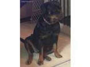 Rottweiler Puppy for sale in Liberty, NY, USA