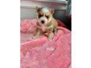 Mutt Puppy for sale in Lewiston, ID, USA