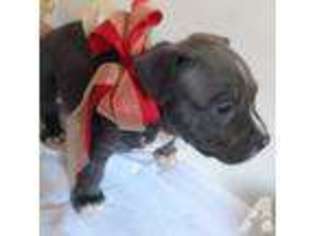 American Pit Bull Terrier Puppy for sale in HAYWARD, CA, USA