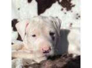 Dogo Argentino Puppy for sale in Ozone Park, NY, USA