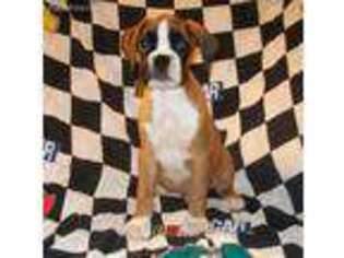 Boxer Puppy for sale in Dunnville, KY, USA
