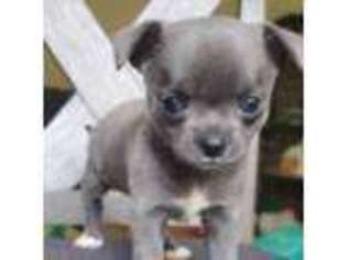 Chihuahua Puppy for sale in Brooklyn, NY, USA