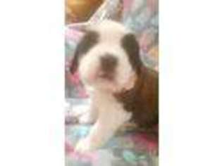 Medium Photo #1 Saint Bernard Puppy For Sale in Mound, MN, USA