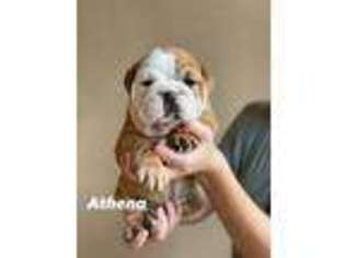 Bulldog Puppy for sale in Faber, VA, USA
