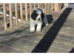 Newfoundland Puppy for sale in Cincinnati, OH, USA