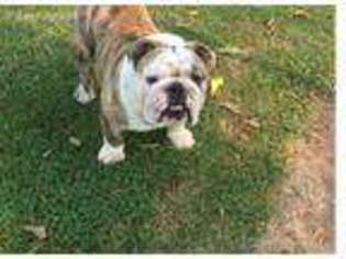 Bulldog Puppy for sale in Oswego, KS, USA