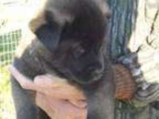 Akita Puppy for sale in Erie, PA, USA